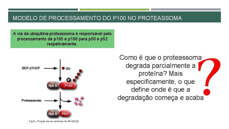 MODELO DE PROCESSAMENTO DO P 100 NO PROTEASSOMA A via da ubiquitina-proteassoma é responsável