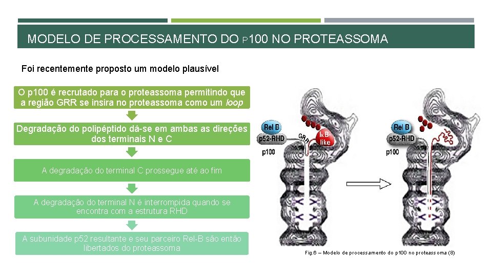 MODELO DE PROCESSAMENTO DO P 100 NO PROTEASSOMA Foi recentemente proposto um modelo plausível