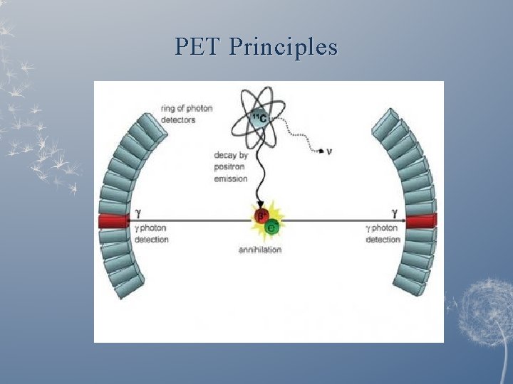 PET Principles 