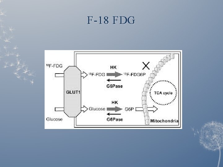 F-18 FDG 