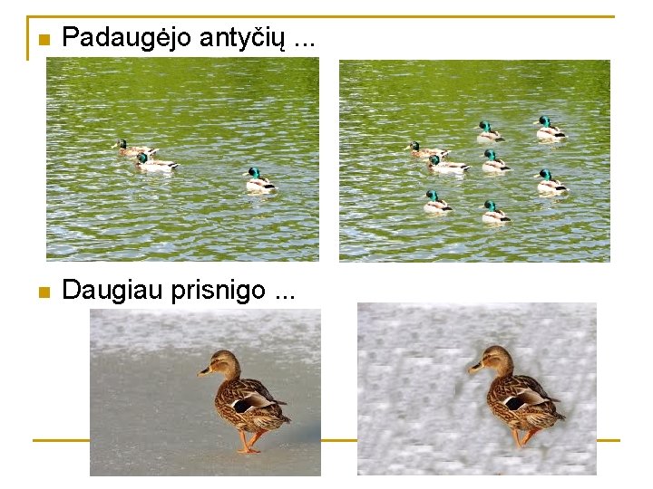 n Padaugėjo antyčių. . . n Daugiau prisnigo. . . 