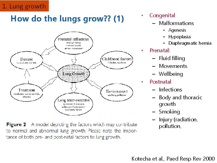 1. Lung growth How do the lungs grow? ? (1) • Congenital – Malformations