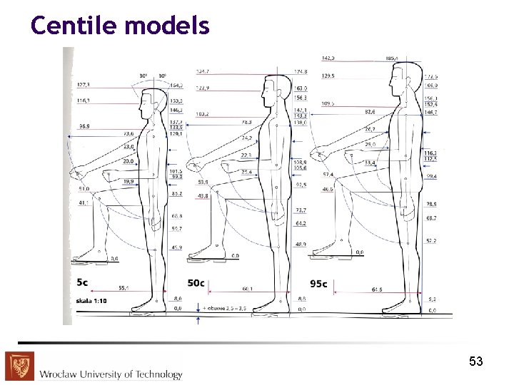 Centile models 53 