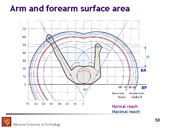 Arm and forearm surface area Elbow level Shoulder level Normal reach Maximal reach 58