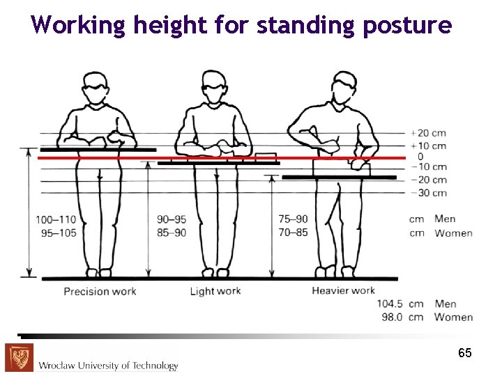 Working height for standing posture 65 