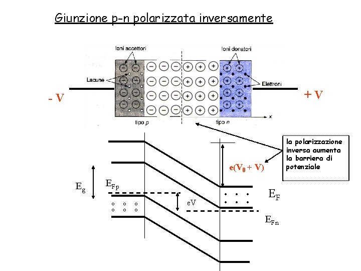 Giunzione p-n polarizzata inversamente +V -V la polarizzazione inversa aumenta la barriera di potenziale