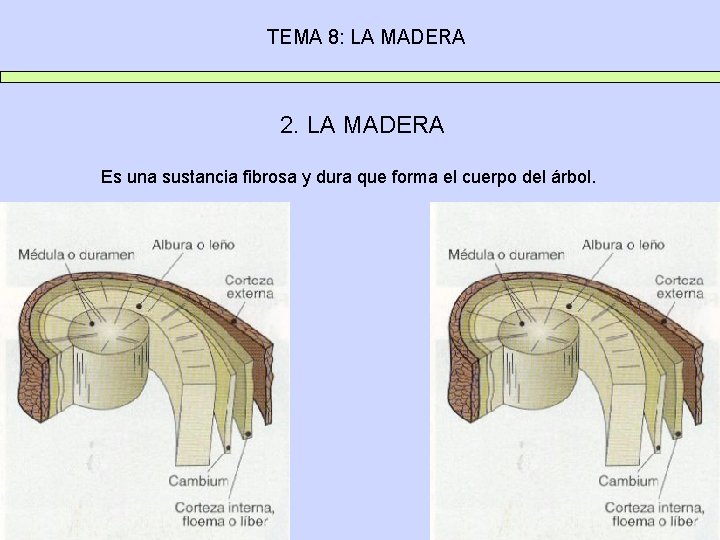 TEMA 8: LA MADERA 2. LA MADERA Es una sustancia fibrosa y dura que