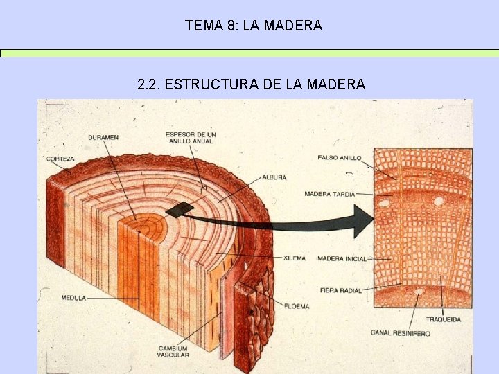 TEMA 8: LA MADERA 2. 2. ESTRUCTURA DE LA MADERA 