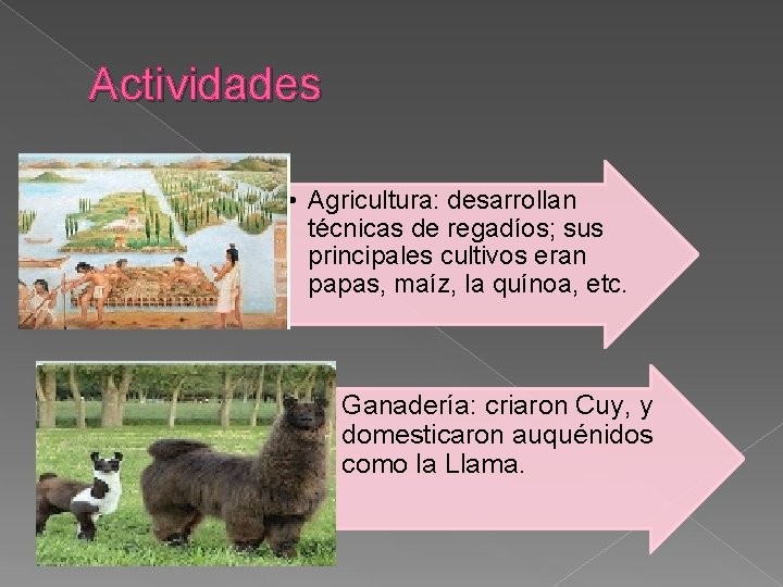 Actividades • Agricultura: desarrollan técnicas de regadíos; sus principales cultivos eran papas, maíz, la Actividades • Agricultura: desarrollan técnicas de regadíos; sus principales cultivos eran papas, maíz, la