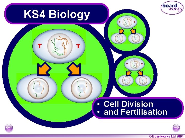 KS 4 Biology • Cell Division • and Fertilisation © Boardworks Ltd 2004 