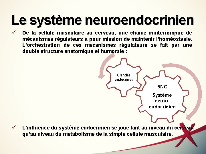 Le système neuroendocrinien ü De la cellule musculaire au cerveau, une chaine ininterrompue de