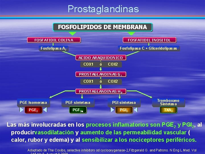 Prostaglandinas FOSFOLIPIDOS DE MEMBRANA FOSFATIDIL COLINA FOSFATIDIL INOSITOL Fosfolipasa A 2 Fosfolipasa C +