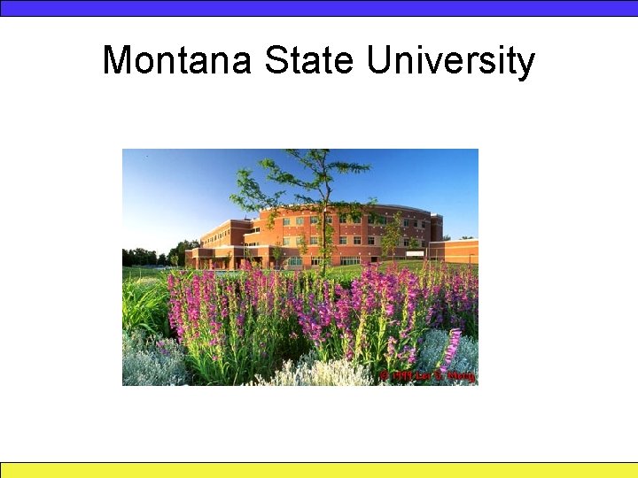 Montana State University 