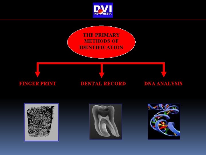 THE PRIMARY METHODS OF IDENTIFICATION FINGER PRINT DENTAL RECORD DNA ANALYSIS THE PRIMARY METHODS OF IDENTIFICATION FINGER PRINT DENTAL RECORD DNA ANALYSIS