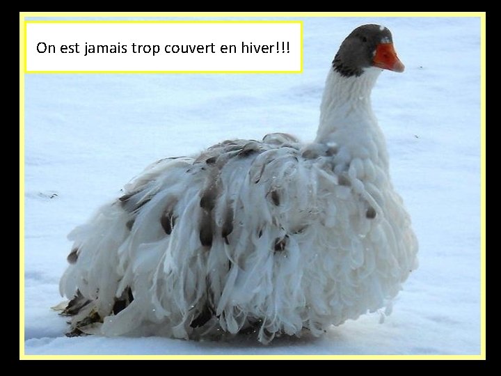 On est jamais trop couvert en hiver!!! 