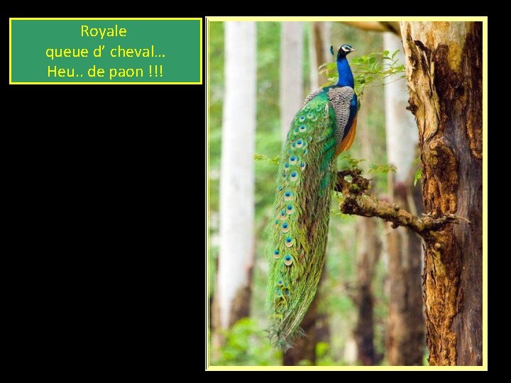 Royale queue d’ cheval… Heu. . de paon !!! 