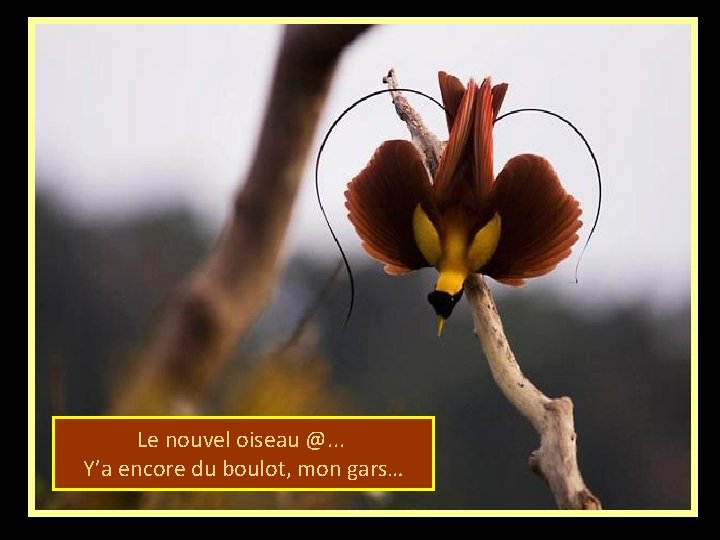 Le nouvel oiseau @. . . Y’a encore du boulot, mon gars… 