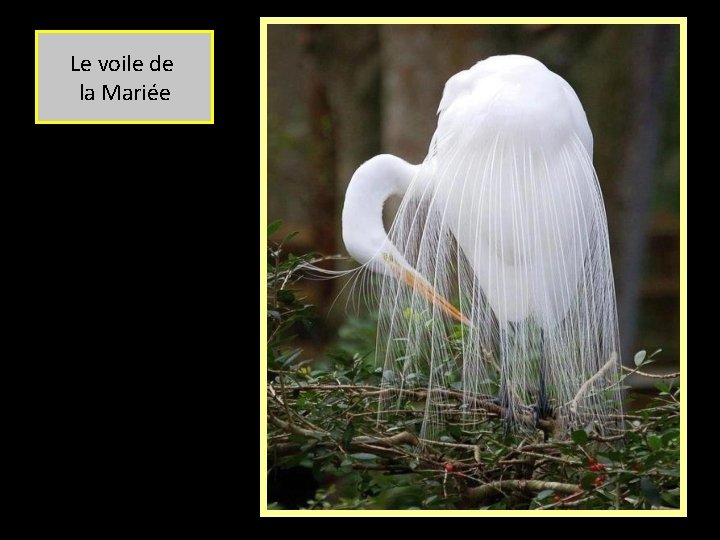 Le voile de la Mariée 