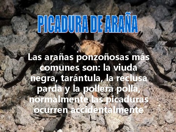 Las arañas ponzoñosas más comunes son: la viuda negra, tarántula, la reclusa parda y