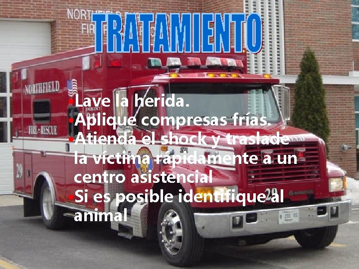  • Lave la herida. • Aplique compresas frías. • Atienda el shock y