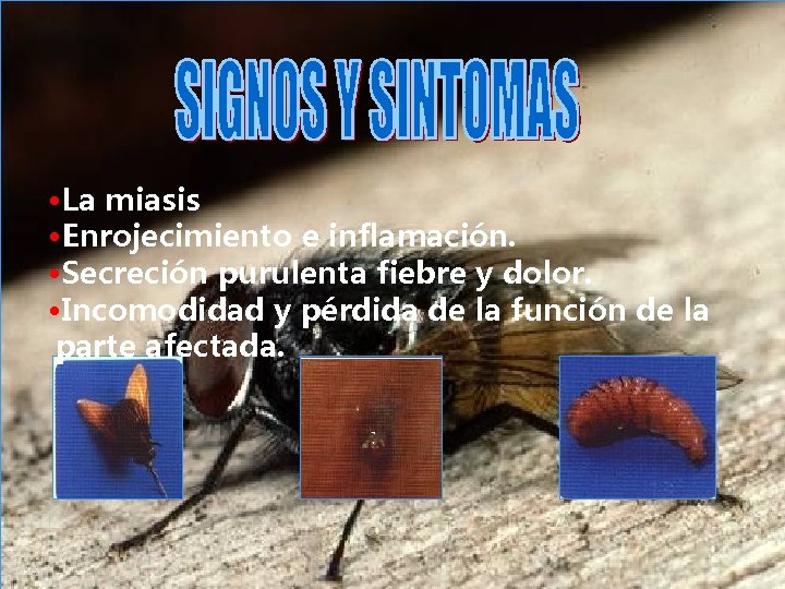  • La miasis • Enrojecimiento e inflamación. • Secreción purulenta fiebre y dolor.