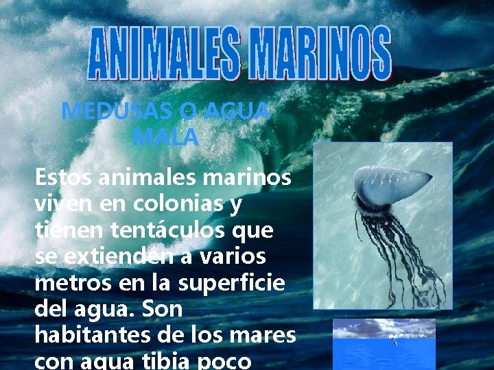 MEDUSAS O AGUA MALA Estos animales marinos viven en colonias y tienen tentáculos que