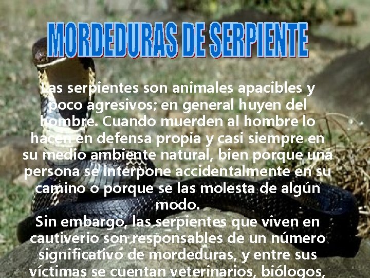 Las serpientes son animales apacibles y poco agresivos; en general huyen del hombre. Cuando