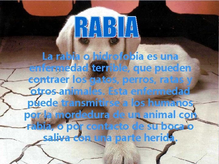 La rabia o hidrofobia es una enfermedad terrible, que pueden contraer los gatos, perros,