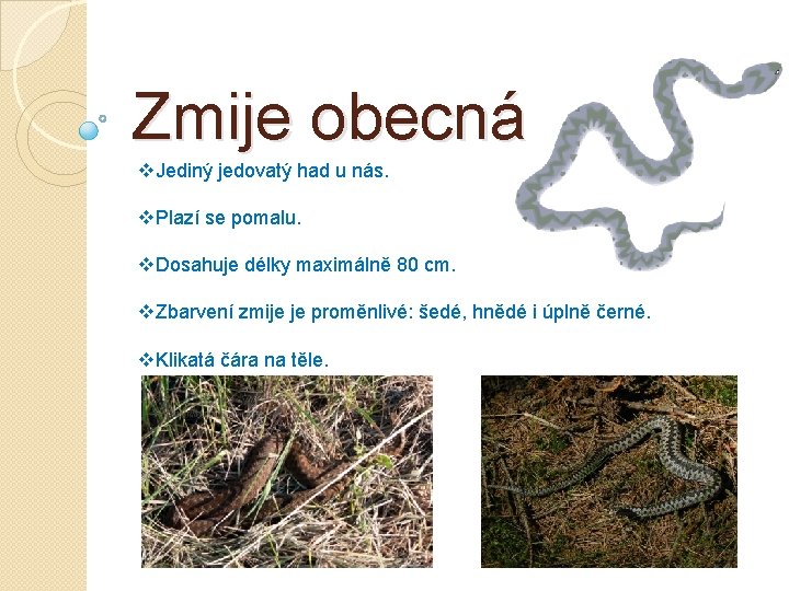 Zmije obecná v. Jediný jedovatý had u nás. v. Plazí se pomalu. v. Dosahuje