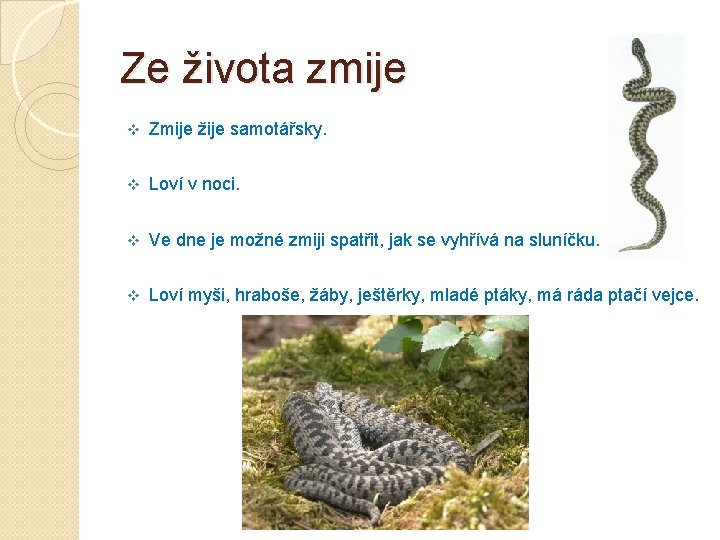 Ze života zmije v Zmije žije samotářsky. v Loví v noci. v Ve dne