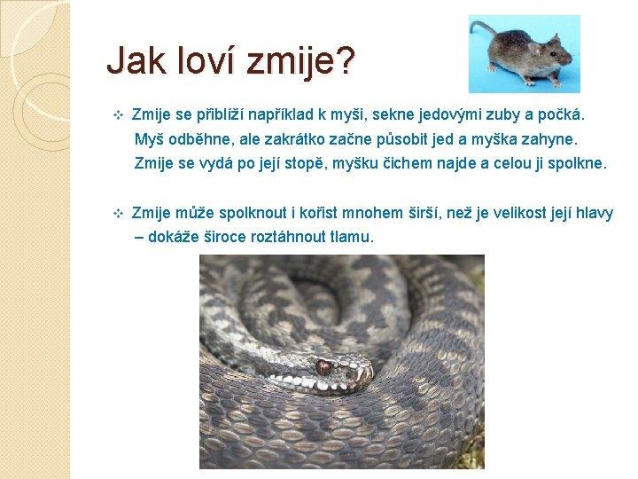 Jak loví zmije? v Zmije se přiblíží například k myši, sekne jedovými zuby a