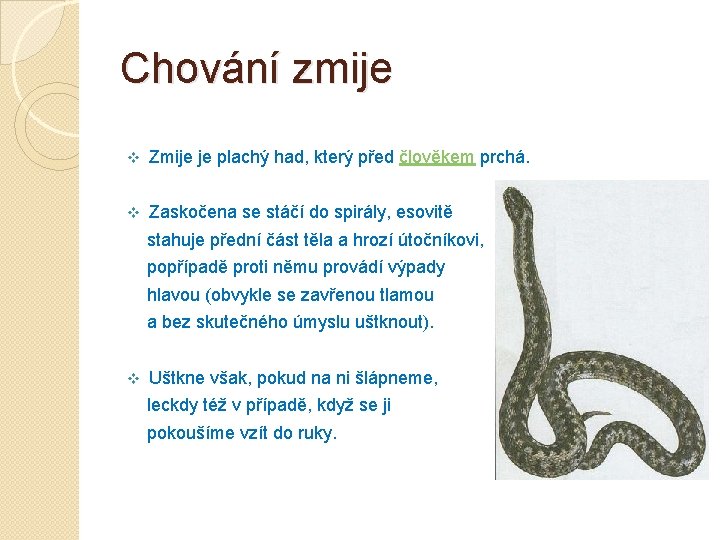 Chování zmije v Zmije je plachý had, který před člověkem prchá. v Zaskočena se