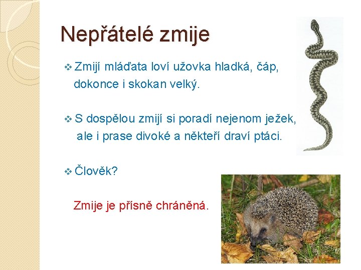 Nepřátelé zmije v Zmijí mláďata loví užovka hladká, čáp, dokonce i skokan velký. v