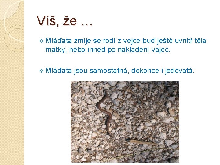 Víš, že … v Mláďata zmije se rodí z vejce buď ještě uvnitř těla