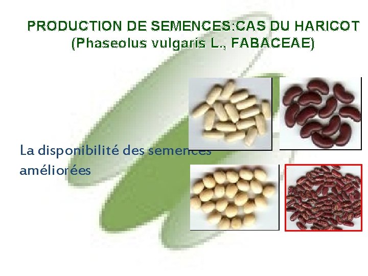 PRODUCTION DE SEMENCES: CAS DU HARICOT (Phaseolus vulgaris L. , FABACEAE) La disponibilité des