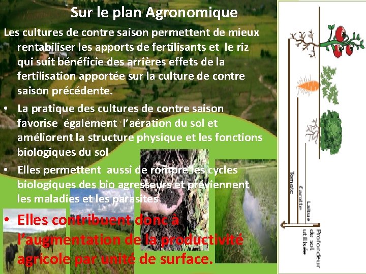 Sur le plan Agronomique Les cultures de contre saison permettent de mieux rentabiliser les