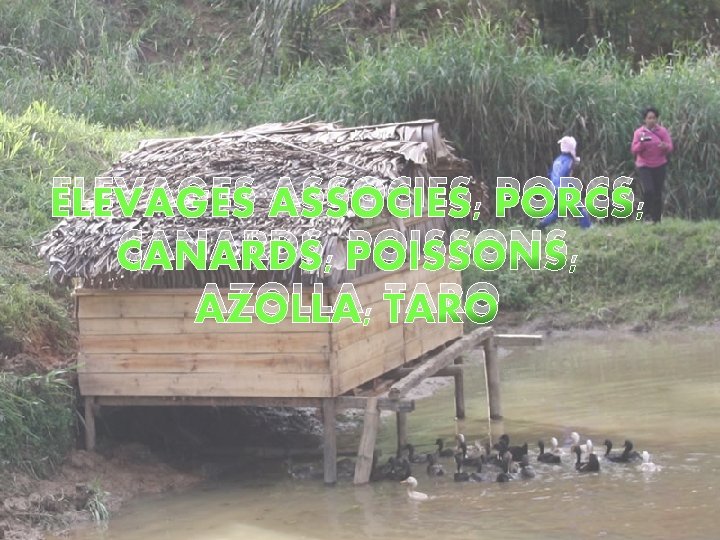 ELEVAGES ASSOCIES, PORCS, CANARDS, POISSONS, AZOLLA, TARO 