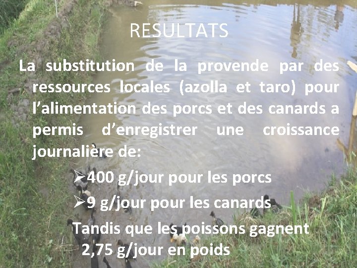 RESULTATS La substitution de la provende par des ressources locales (azolla et taro) pour