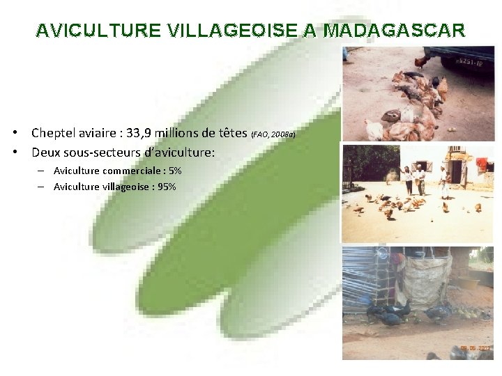 AVICULTURE VILLAGEOISE A MADAGASCAR • Cheptel aviaire : 33, 9 millions de têtes (FAO,