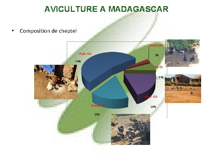 AVICULTURE A MADAGASCAR • Composition de cheptel 3% 54% 7 % 19% 16% 