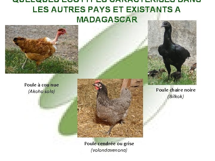 QUELQUES ECOTYPES CARACTERISES DANS LES AUTRES PAYS ET EXISTANTS A MADAGASCAR Poule à cou