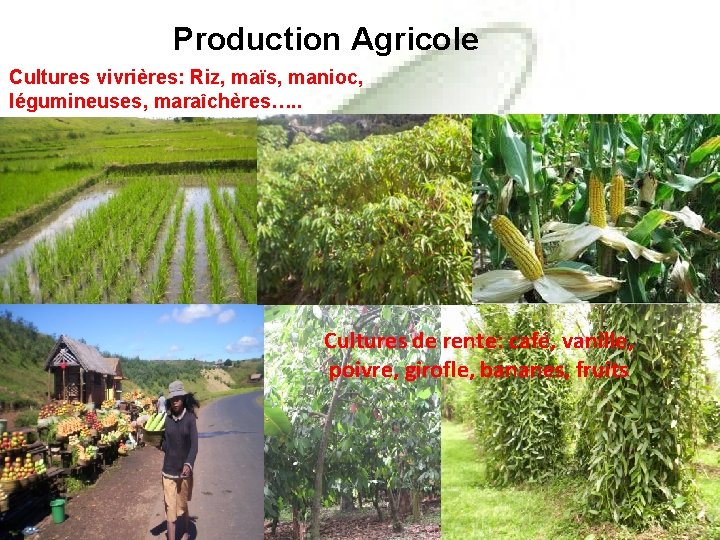 Production Agricole Cultures vivrières: Riz, maïs, manioc, légumineuses, maraîchères…. . Cultures de rente: café,