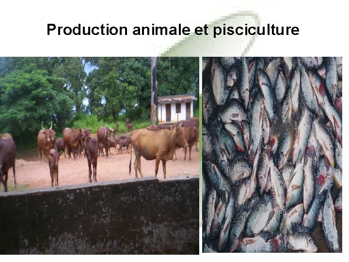 Production animale et pisciculture 