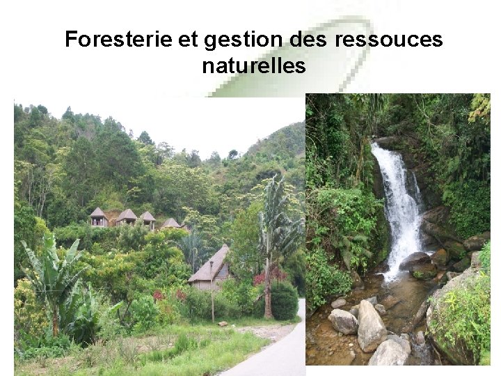 Foresterie et gestion des ressouces naturelles 