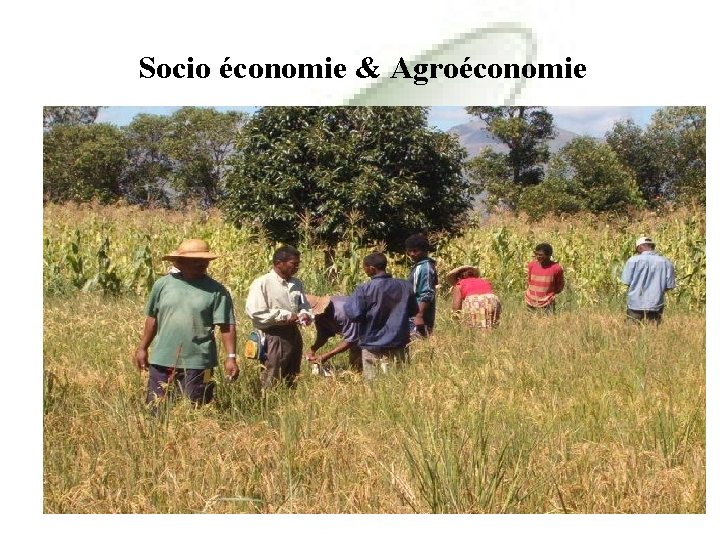 Socio économie & Agroéconomie 