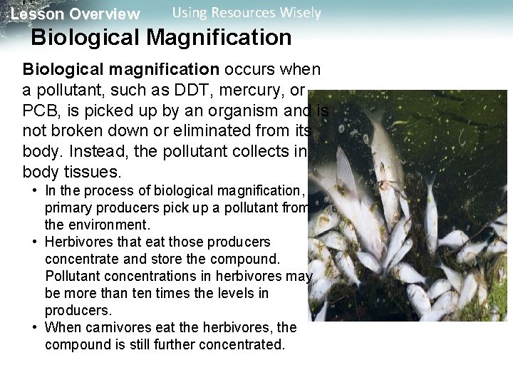 Lesson Overview Using Resources Wisely Biological Magnification Biological magnification occurs when a pollutant, such