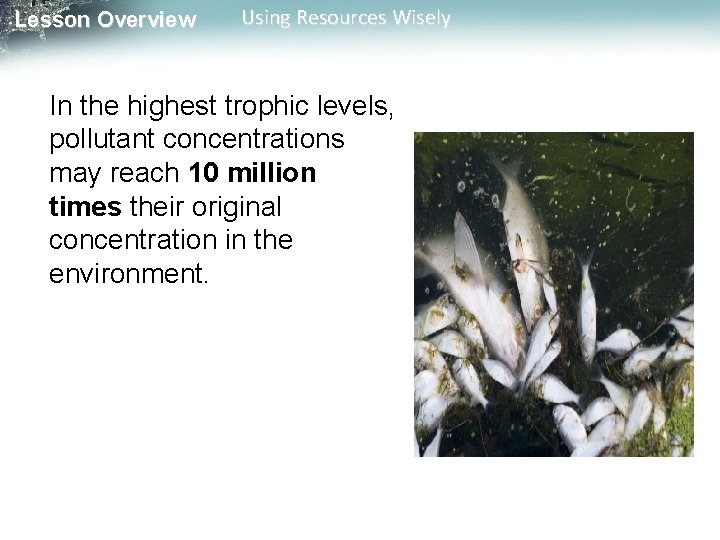 Lesson Overview Using Resources Wisely In the highest trophic levels, pollutant concentrations may reach