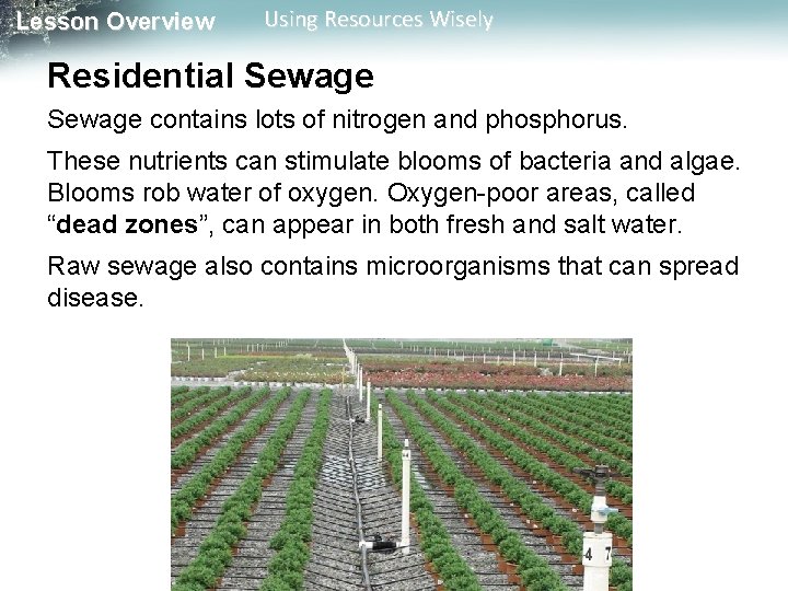 Lesson Overview Using Resources Wisely Residential Sewage contains lots of nitrogen and phosphorus. These