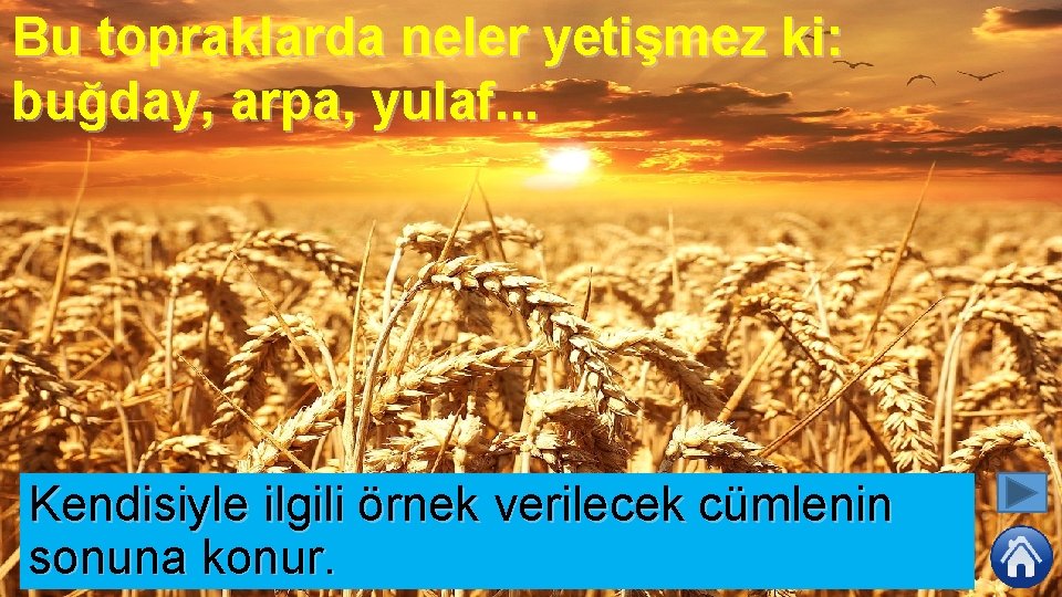 Bu topraklarda neler yetişmez ki: buğday, arpa, yulaf. . . Kendisiyle ilgili örnek verilecek