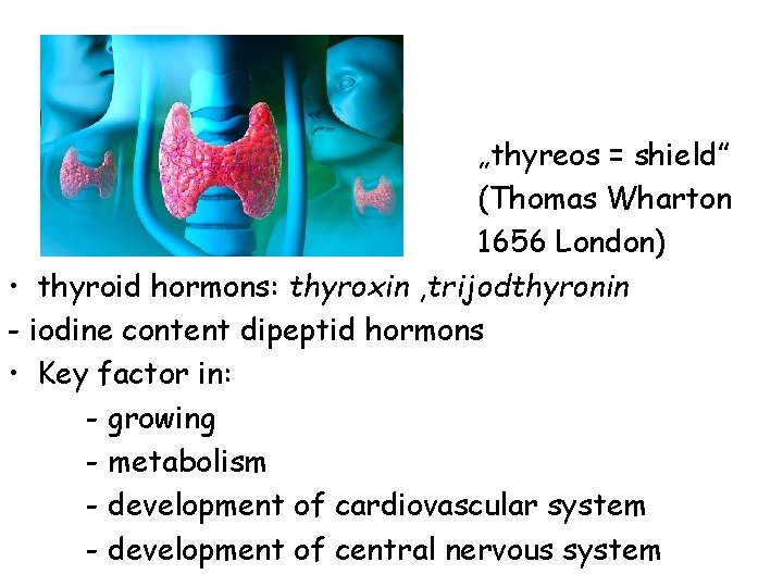 „thyreos = shield” (Thomas Wharton 1656 London) • thyroid hormons: thyroxin , trijodthyronin - „thyreos = shield” (Thomas Wharton 1656 London) • thyroid hormons: thyroxin , trijodthyronin -